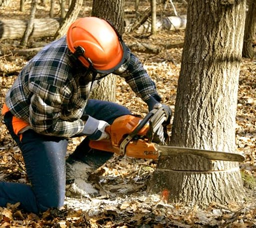 Tree Removal in Sebastian, TX